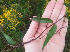 Gelsemium sempervirens