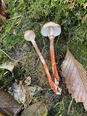 Lepiota flammeotincta