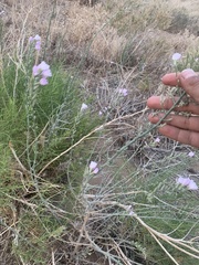 Stephanomeria virgata
