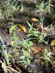 Mecardonia acuminata