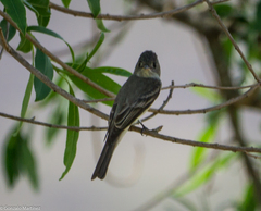 Contopus cinereus