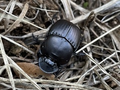 Phanaeus triangularis