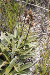 Berkheya herbacea