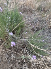 Stephanomeria virgata