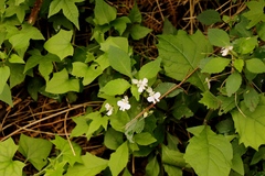 Impatiens hochstetteri