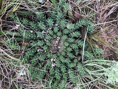 Euphorbia flanaganii
