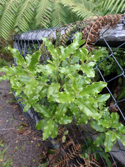 Brachyglottis perdicioides