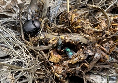 Phanaeus triangularis