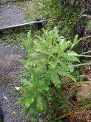 Brachyglottis perdicioides