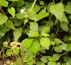 Impatiens hochstetteri