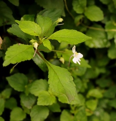 Impatiens hochstetteri