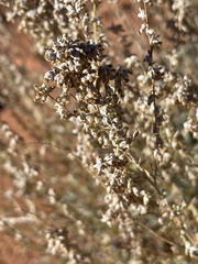 Artemisia bigelovii