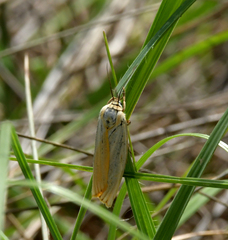 Spiris striata