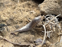 Meinertellidae