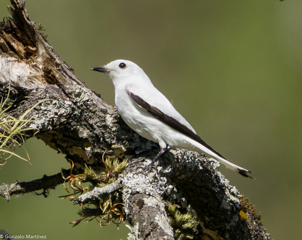 White Monjita from Santa Rosa, Catamarca, Argentina on October 08, 2022 ...