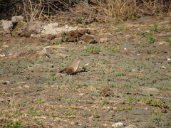 Rhinocrypta lanceolata