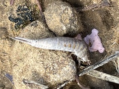 Meinertellidae