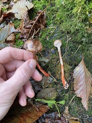 Lepiota flammeotincta