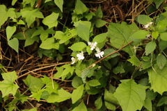 Impatiens hochstetteri