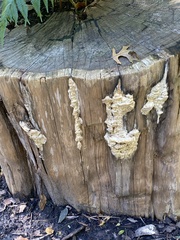 Subantrodia juniperina