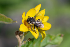 Macropis
