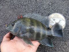 Heterotilapia buettikoferi