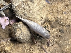 Meinertellidae