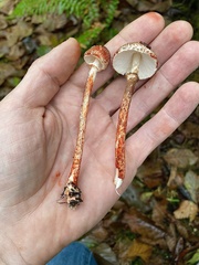 Lepiota flammeotincta