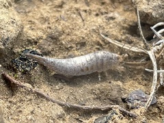 Meinertellidae