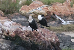 Phalacrocorax carbo lucidus