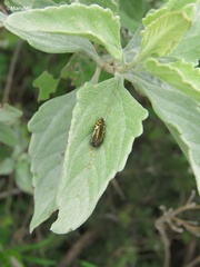 Acmaeodera scalaris