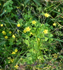 Oxalis stricta