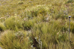 Protea longifolia