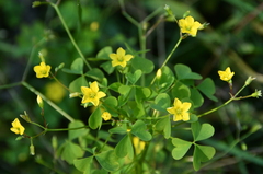 Oxalis stricta