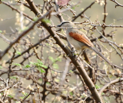 Tchagra australis