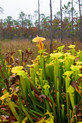 Sarracenia flava