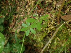 Galium triflorum