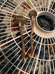 Lepiota flammeotincta