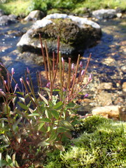 Epilobium anagallidifolium