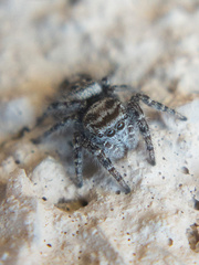 Phidippus