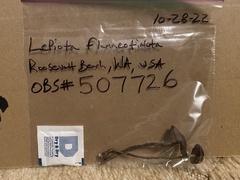 Lepiota flammeotincta