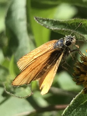 Copaeodes minima