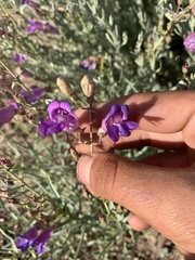 Penstemon incertus