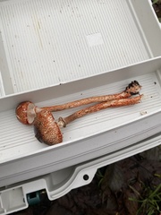 Lepiota flammeotincta