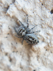 Phidippus
