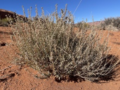 Artemisia bigelovii