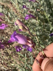 Penstemon incertus