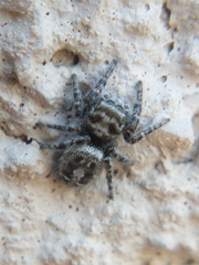 Phidippus