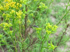 Tanyochraethes clathratus