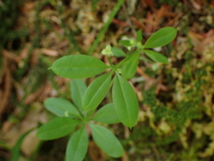 Galium triflorum
